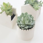 Green Plantations The Small Green Plantations Placed Inside The White Tiny Planters Used For The Interesting Interior With White Floor Decoration  DIY Planters Enhancing Fresh Decoration In Your Room 