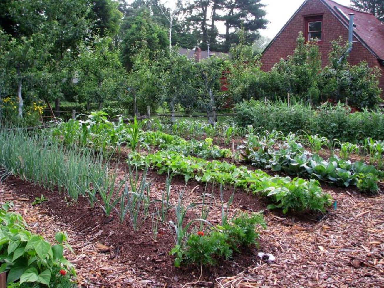 Of Clever By Picture Of Clever Vegetable Garden By House Building Idea Featured Long Narrow Seedbed Design Garden Simple Vegetable Garden Ideas For Your Living