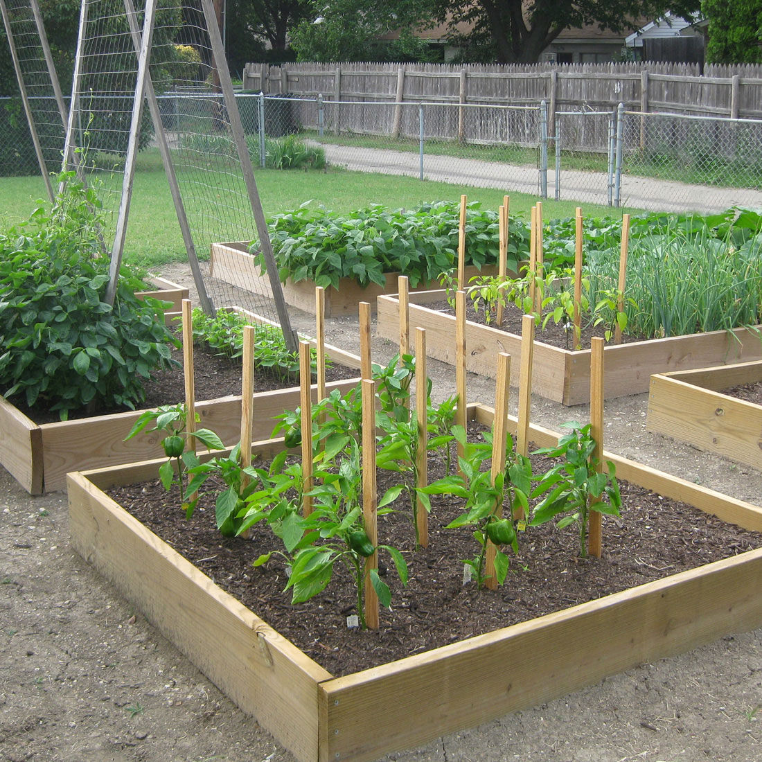 Shaped Seedbed Wood Square Shaped Seedbed Using Light Wood Feat Image Of Charming Vegetable Garden With Net Fence Idea Garden Simple Vegetable Garden Ideas For Your Living