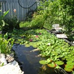 Painted Backyard Rick White Painted Backyard Fence Also Rick Greenery Plants Feat Fantastic Garden Pond With Water Lilies Idea Decoration Wonderful Garden Pond Ideas With Koi Fish