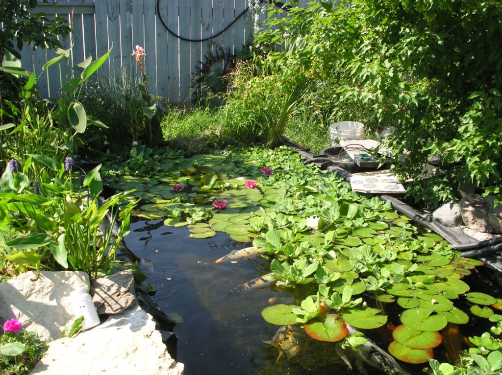 Painted Backyard Rick White Painted Backyard Fence Also Rick Greenery Plants Feat Fantastic Garden Pond With Water Lilies Idea Decoration Wonderful Garden Pond Ideas With Koi Fish